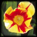 flaming tulip