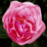 potent rose