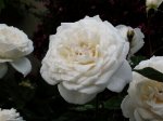 white rose2